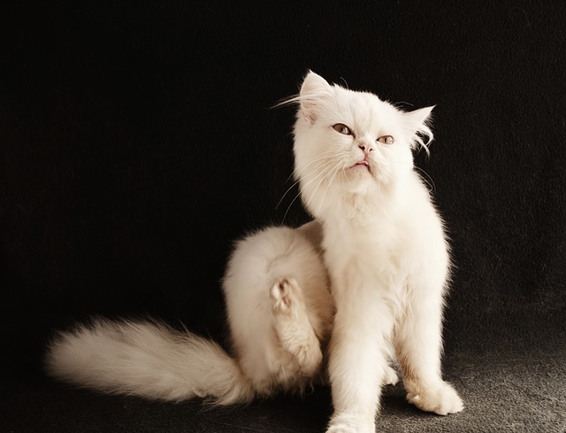 Chat qui se gratte