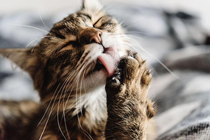 Chat qui se lèche
