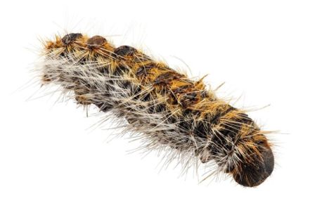 Chenille processionnaire