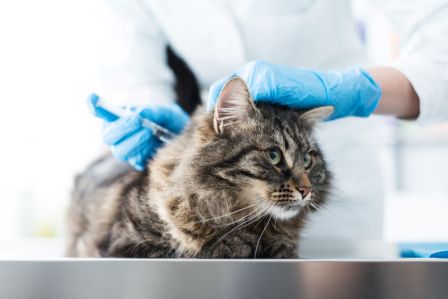 vaccin chat