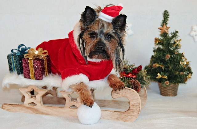 Noël