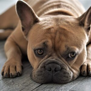 Bouledogue français