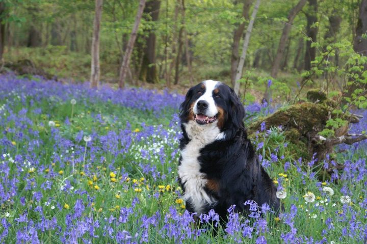 Chien dans un jardin