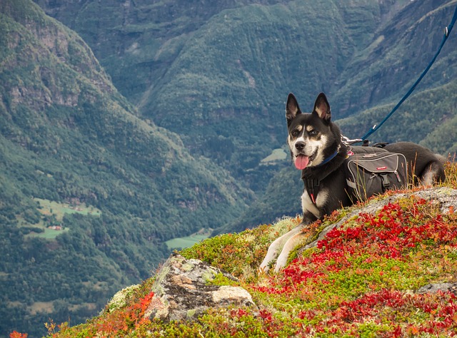Chien en randonnée