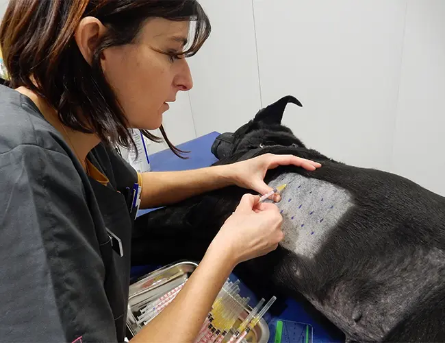 Test d'allergie sur un chien