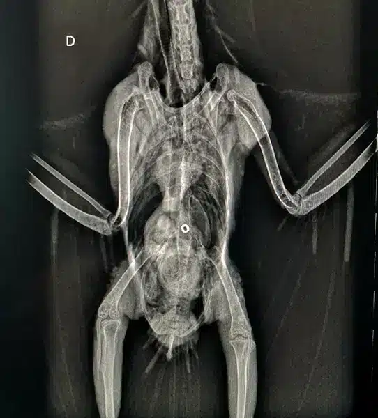 Radiographie de Cacatoes