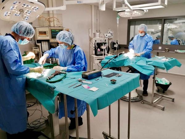 Chirurgie d'urgences à la clinique MermozVet