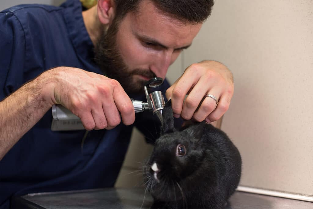 NAC Lyon Mermoz Vet consultation d'un lapin avec auscultation des oreilles