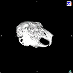 Crane-GIf lapin 3D