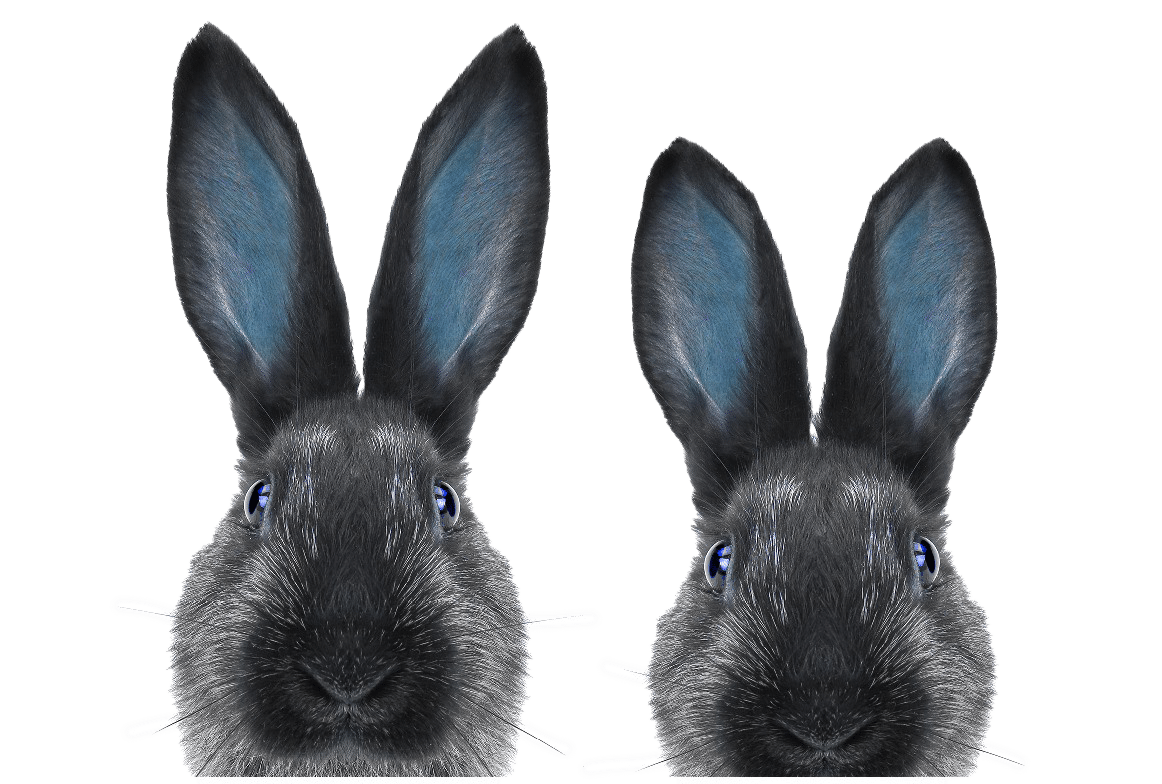 Lapins bleus Lapins. Service de chirurgie et médecine des NAC. Mermoz vet