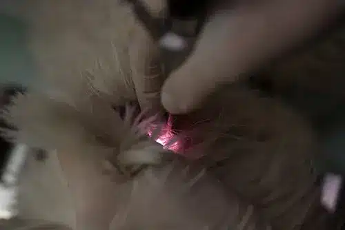 Vidéo - Otoscopie