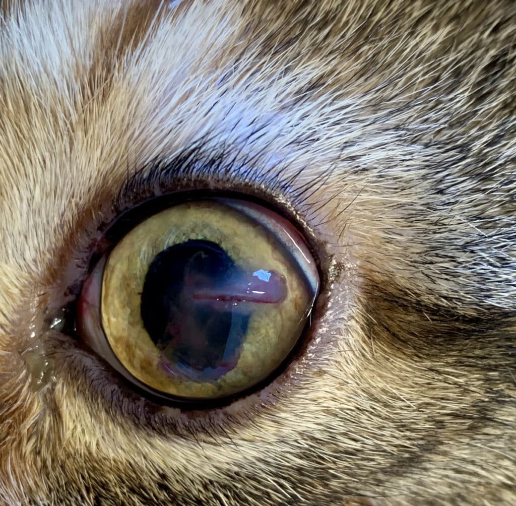 Plaie cornéenne chez un chat