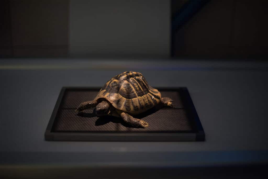 NAC Lyon Mermoz Vet radiographie de Tortue