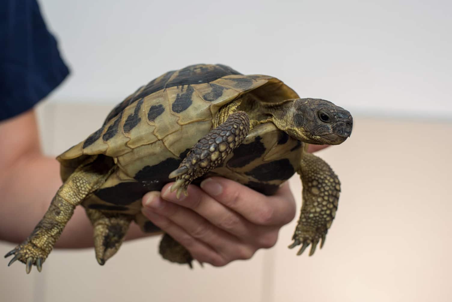Tortue Mermoz Vet