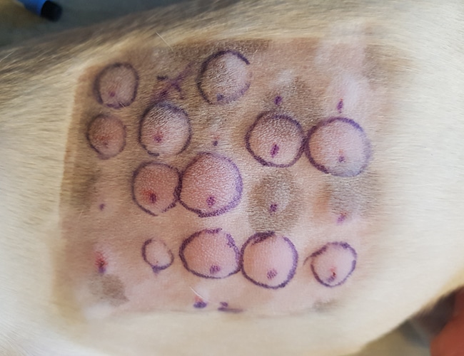 Test de dermatologie