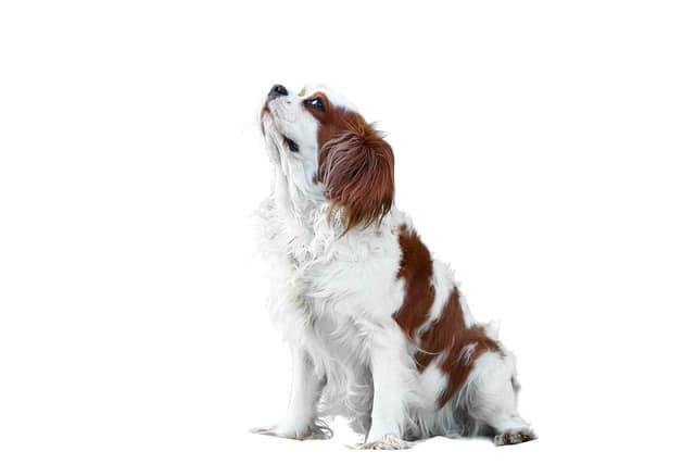 cavalier-4907480_640