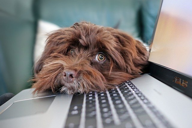 dog-4977599_640 Chien devant un clavier