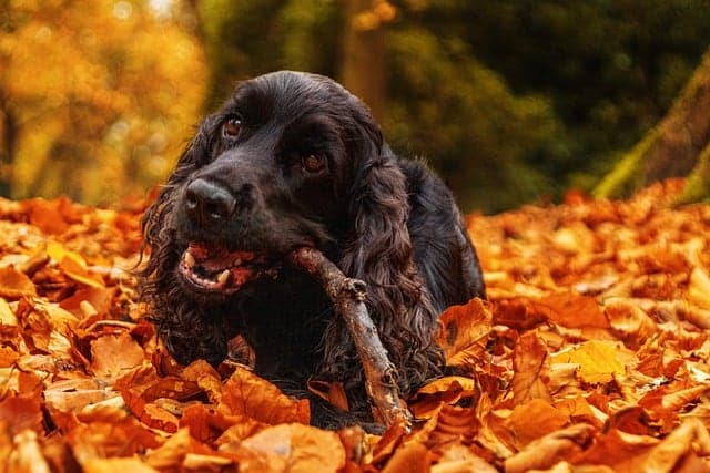 Chien en automne