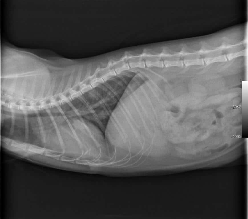 oedeme pulmonaire et cardiomegalie chez un chat