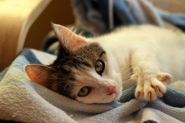 Chat qui sort ses griffes