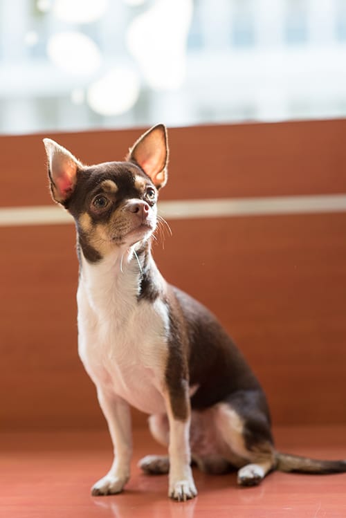 veterinaire-lyon-8-eme-MERMOZ-accueil-10 Chihuahua en salle d'attente