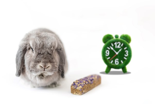 Arret du transit lapin