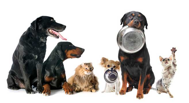 Chiens et chats avec gamelle