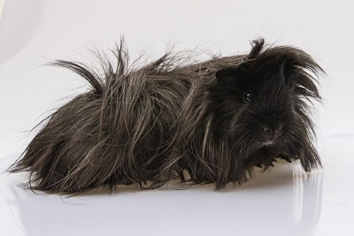 Cochon d'Inde
