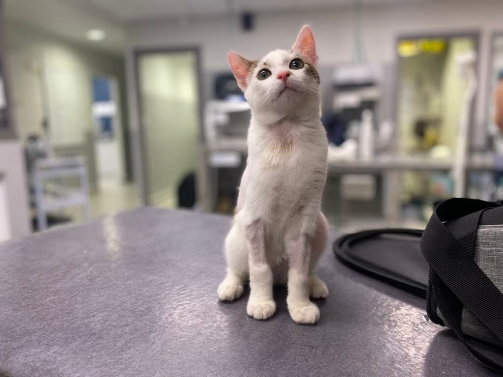 Chat à la clinique