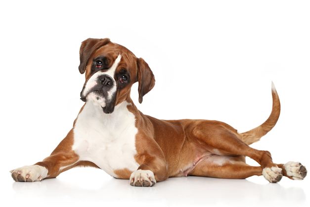 Boxer