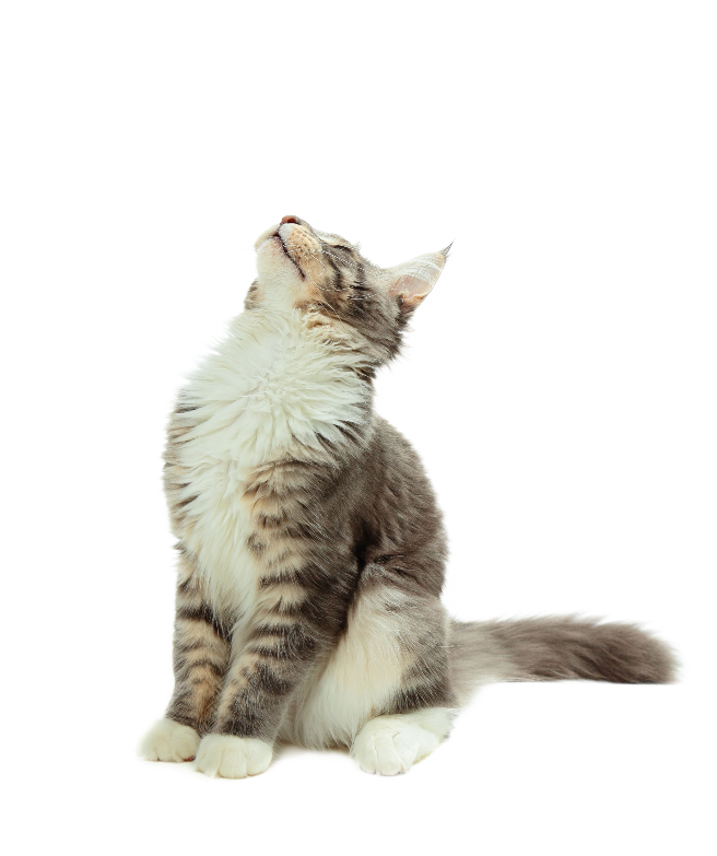 Chat qui regarde vers le haut