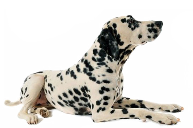 Dalmatien Damatien