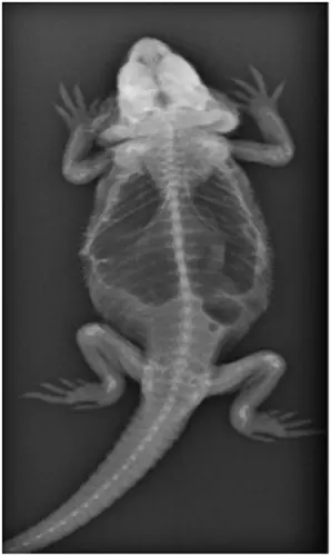 Squelette de Pogona