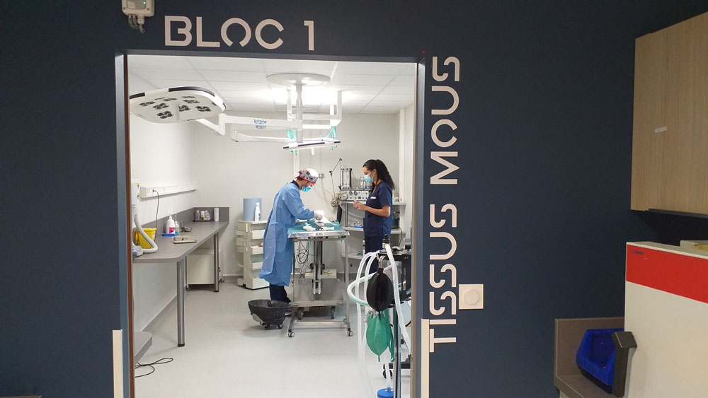 Le bloc tissus mous
