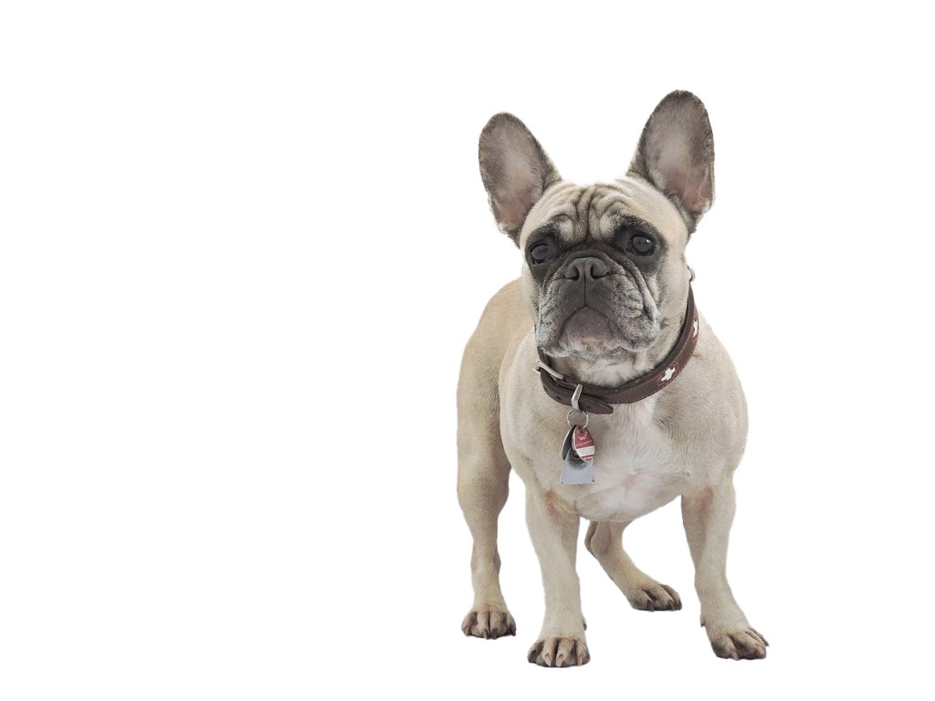 Bouledogue français