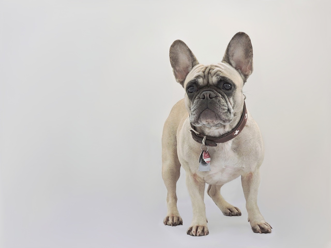 french-bulldog-2734703_1280