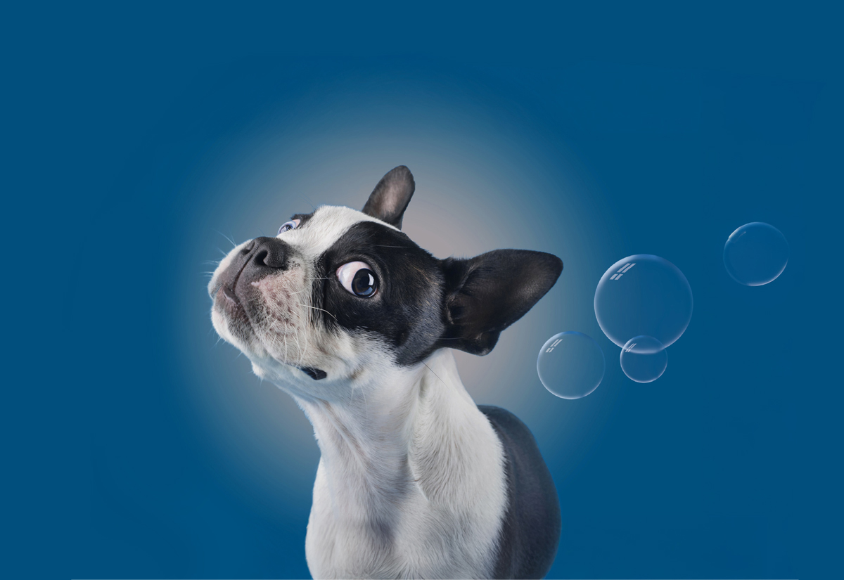 Chien-Mermoz-Vet 3 chien avec bulles