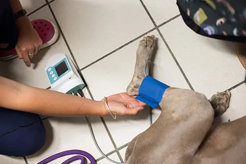 Prise de tension chez un chien