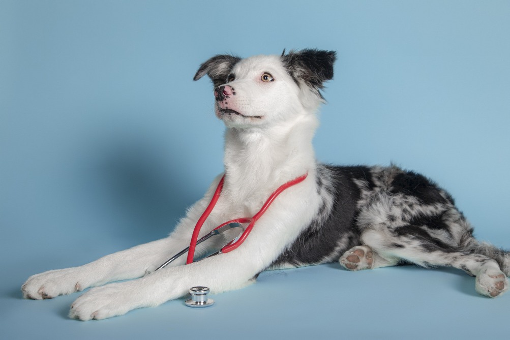 Veterinaire-lyon-mermoz vet